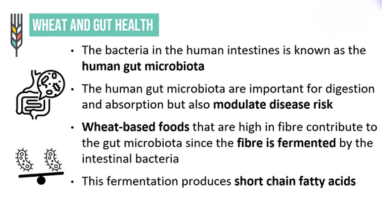 Webinar on wheat fibre and gut health research